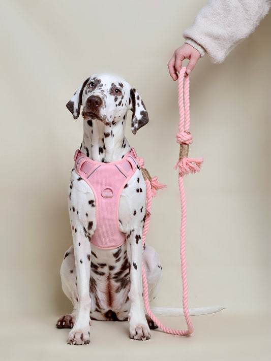 Laisse pour chien Rose