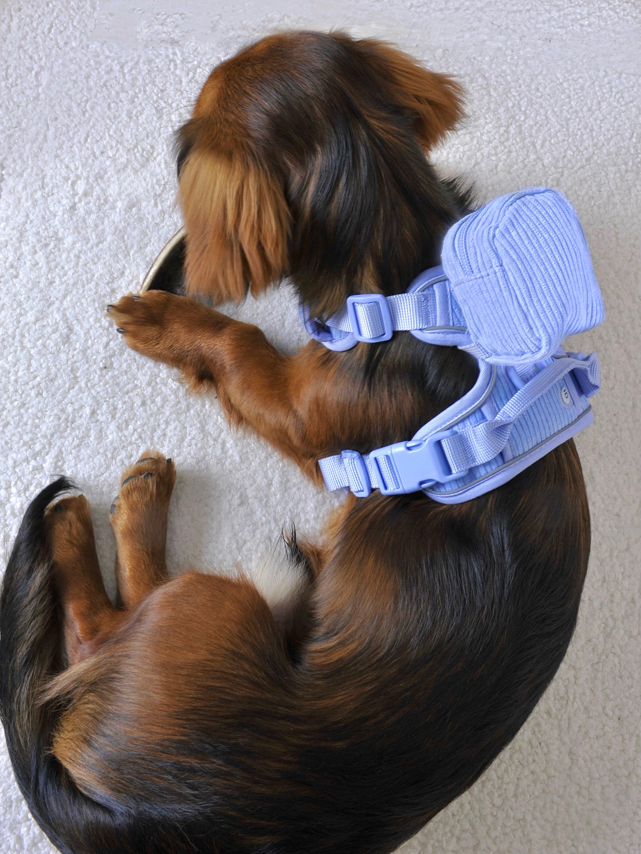 Harnais et sac à dos pour chien Lavande