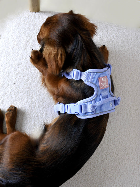 Harnais et sac à dos pour chien Lavande