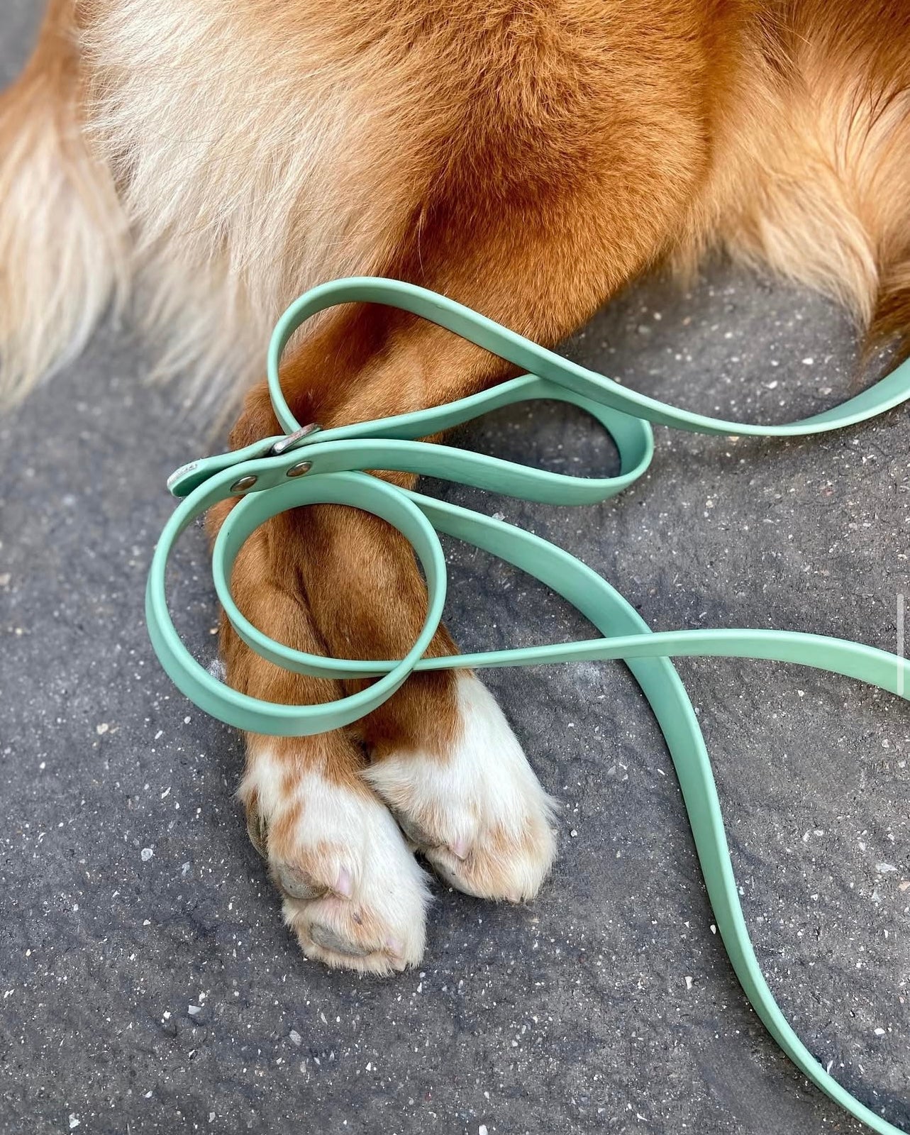 Longe pour chien imperméable Vert lagon