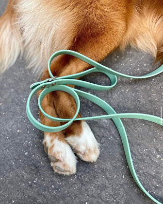 Longe pour chien imperméable Vert lagon