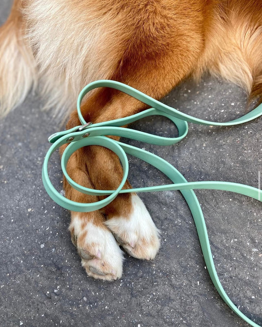 Longe pour chien imperméable Vert lagon
